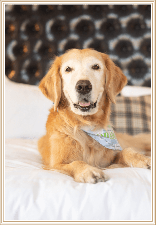 Pet Friendly Hotels Denver Hotel Teatro